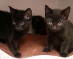 Salford Kitten Crisis